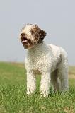 LAGOTTO 142